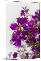 Europe, Portugal, Obidos, Bougainvillea-Lisa S. Engelbrecht-Mounted Photographic Print