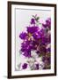 Europe, Portugal, Obidos, Bougainvillea-Lisa S. Engelbrecht-Framed Premium Photographic Print