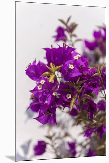 Europe, Portugal, Obidos, Bougainvillea-Lisa S. Engelbrecht-Mounted Premium Photographic Print