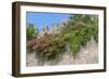 Europe, Portugal, Obidos, Flowering Plant and Vine on Battlement Wall-Lisa S. Engelbrecht-Framed Photographic Print