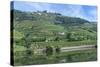 Europe, Portugal, Penajoia Vineyards, Douro River Valley, Douro River-Lisa S. Engelbrecht-Stretched Canvas