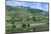 Europe, Portugal, Penajoia Vineyards, Douro River Valley, Douro River-Lisa S. Engelbrecht-Mounted Photographic Print