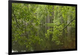 Europe, Scotland, Cairngorm National Park. Calm Lake in Forest-Cathy & Gordon Illg-Framed Photographic Print