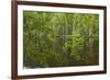 Europe, Scotland, Cairngorm National Park. Calm Lake in Forest-Cathy & Gordon Illg-Framed Photographic Print