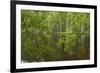 Europe, Scotland, Cairngorm National Park. Calm Lake in Forest-Cathy & Gordon Illg-Framed Photographic Print