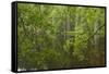 Europe, Scotland, Cairngorm National Park. Calm Lake in Forest-Cathy & Gordon Illg-Framed Stretched Canvas