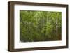 Europe, Scotland, Cairngorm National Park. Calm Lake in Forest-Cathy & Gordon Illg-Framed Photographic Print