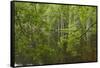 Europe, Scotland, Cairngorm National Park. Calm Lake in Forest-Cathy & Gordon Illg-Framed Stretched Canvas