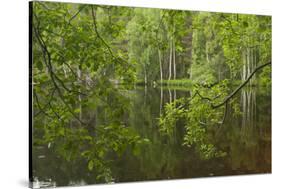 Europe, Scotland, Cairngorm National Park. Calm Lake in Forest-Cathy & Gordon Illg-Stretched Canvas