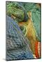Europe, Scotland, Oban, brightly colored fishing nets-Jay Sturdevant-Mounted Photographic Print