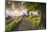 Europe, Slovenia. The road leading to the Church of St Primus and Felician in Jamnik at sunrise-ClickAlps-Mounted Photographic Print