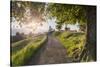 Europe, Slovenia. The road leading to the Church of St Primus and Felician in Jamnik at sunrise-ClickAlps-Stretched Canvas