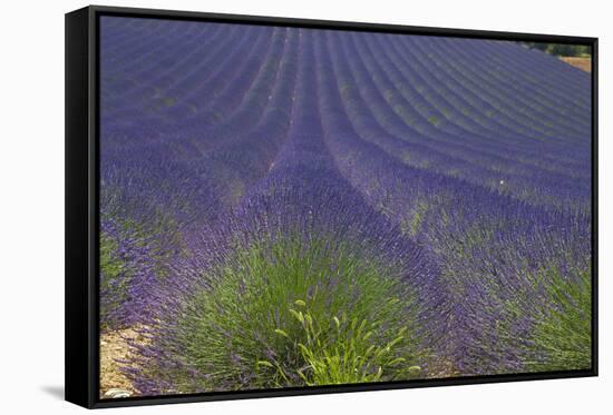 Europe, South of France, Provence, Lavender Field, Period of Bloom-Chris Seba-Framed Stretched Canvas