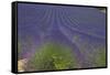 Europe, South of France, Provence, Lavender Field, Period of Bloom-Chris Seba-Framed Stretched Canvas