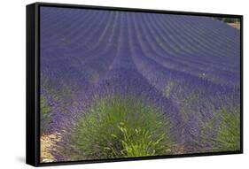 Europe, South of France, Provence, Lavender Field, Period of Bloom-Chris Seba-Framed Stretched Canvas