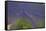 Europe, South of France, Provence, Lavender Field, Period of Bloom-Chris Seba-Framed Stretched Canvas