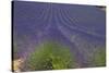 Europe, South of France, Provence, Lavender Field, Period of Bloom-Chris Seba-Stretched Canvas