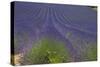 Europe, South of France, Provence, Lavender Field, Period of Bloom-Chris Seba-Stretched Canvas