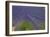 Europe, South of France, Provence, Lavender Field, Period of Bloom-Chris Seba-Framed Premium Photographic Print