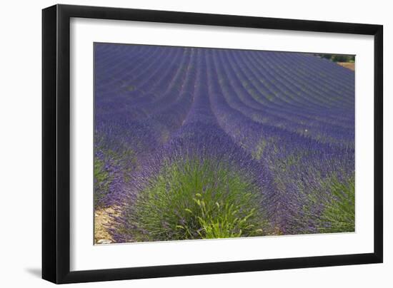 Europe, South of France, Provence, Lavender Field, Period of Bloom-Chris Seba-Framed Premium Photographic Print