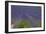 Europe, South of France, Provence, Lavender Field, Period of Bloom-Chris Seba-Framed Premium Photographic Print