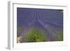 Europe, South of France, Provence, Lavender Field, Period of Bloom-Chris Seba-Framed Premium Photographic Print