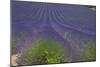 Europe, South of France, Provence, Lavender Field, Period of Bloom-Chris Seba-Mounted Premium Photographic Print