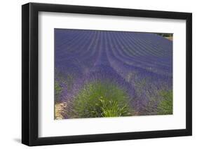 Europe, South of France, Provence, Lavender Field, Period of Bloom-Chris Seba-Framed Photographic Print