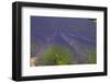 Europe, South of France, Provence, Lavender Field, Period of Bloom-Chris Seba-Framed Photographic Print