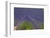 Europe, South of France, Provence, Lavender Field, Period of Bloom-Chris Seba-Framed Photographic Print