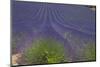 Europe, South of France, Provence, Lavender Field, Period of Bloom-Chris Seba-Mounted Photographic Print