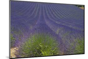 Europe, South of France, Provence, Lavender Field, Period of Bloom-Chris Seba-Mounted Photographic Print