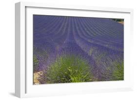 Europe, South of France, Provence, Lavender Field, Period of Bloom-Chris Seba-Framed Photographic Print