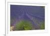 Europe, South of France, Provence, Lavender Field, Period of Bloom-Chris Seba-Framed Photographic Print