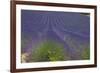 Europe, South of France, Provence, Lavender Field, Period of Bloom-Chris Seba-Framed Photographic Print