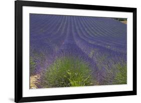 Europe, South of France, Provence, Lavender Field, Period of Bloom-Chris Seba-Framed Photographic Print