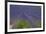 Europe, South of France, Provence, Lavender Field, Period of Bloom-Chris Seba-Framed Photographic Print