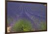 Europe, South of France, Provence, Lavender Field, Period of Bloom-Chris Seba-Framed Photographic Print