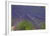 Europe, South of France, Provence, Lavender Field, Period of Bloom-Chris Seba-Framed Photographic Print