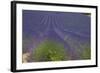 Europe, South of France, Provence, Lavender Field, Period of Bloom-Chris Seba-Framed Photographic Print