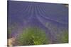 Europe, South of France, Provence, Lavender Field, Period of Bloom-Chris Seba-Stretched Canvas