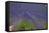 Europe, South of France, Provence, Lavender Field, Period of Bloom-Chris Seba-Framed Stretched Canvas