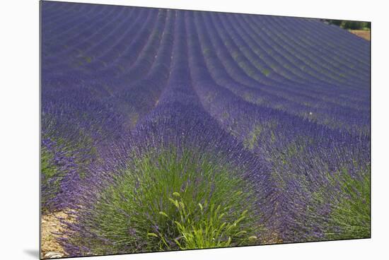 Europe, South of France, Provence, Lavender Field, Period of Bloom-Chris Seba-Mounted Premium Photographic Print