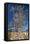 Europe, Spain, Majorca, Almonds, Meadow, Stone Wall-Chris Seba-Framed Stretched Canvas