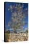 Europe, Spain, Majorca, Almonds, Meadow, Stone Wall-Chris Seba-Stretched Canvas