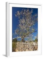 Europe, Spain, Majorca, Almonds, Meadow, Stone Wall-Chris Seba-Framed Photographic Print