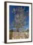 Europe, Spain, Majorca, Almonds, Meadow, Stone Wall-Chris Seba-Framed Photographic Print