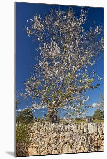 Europe, Spain, Majorca, Almonds, Meadow, Stone Wall-Chris Seba-Mounted Photographic Print