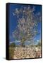 Europe, Spain, Majorca, Almonds, Meadow, Stone Wall-Chris Seba-Framed Stretched Canvas