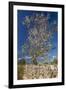 Europe, Spain, Majorca, Almonds, Meadow, Stone Wall-Chris Seba-Framed Photographic Print